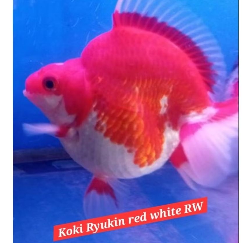 mas koki ryukin red white rw