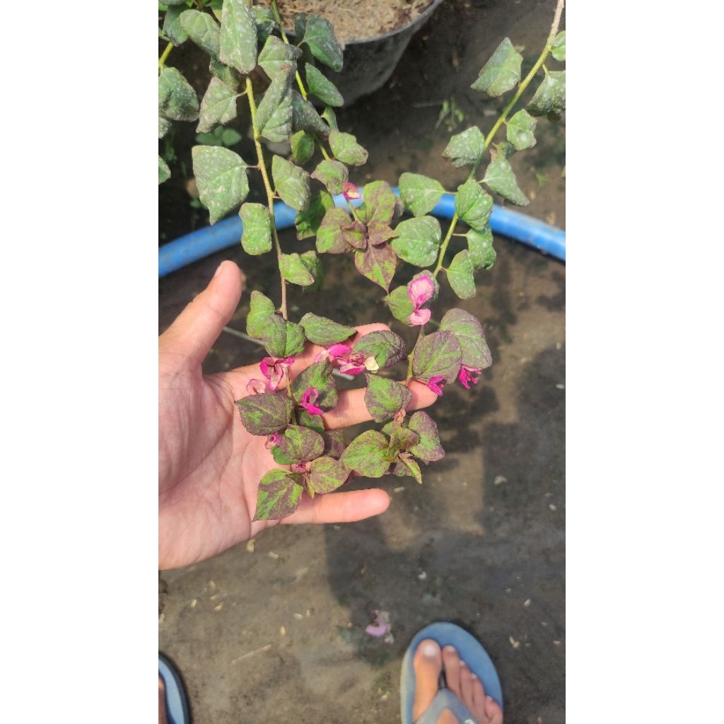 Bibit Bougenville Black Maria