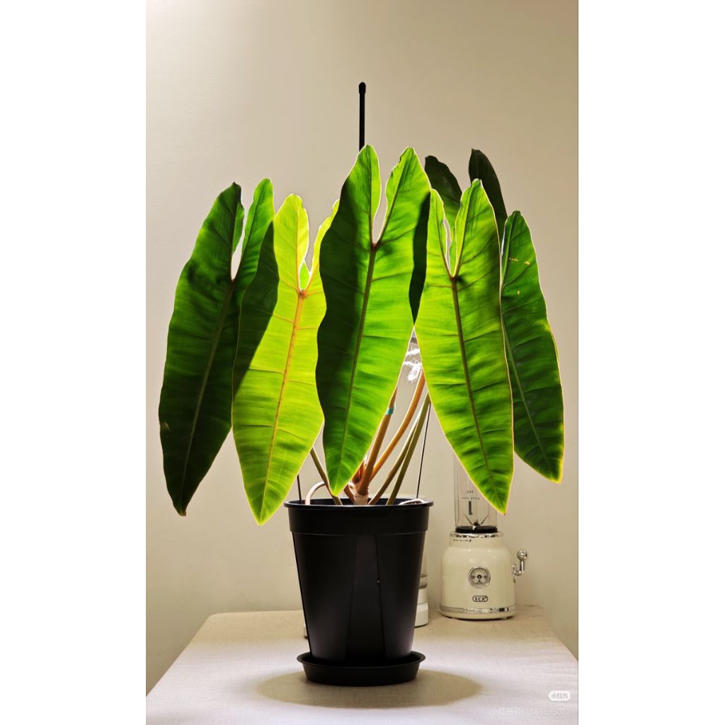 Philodendron Billitiae