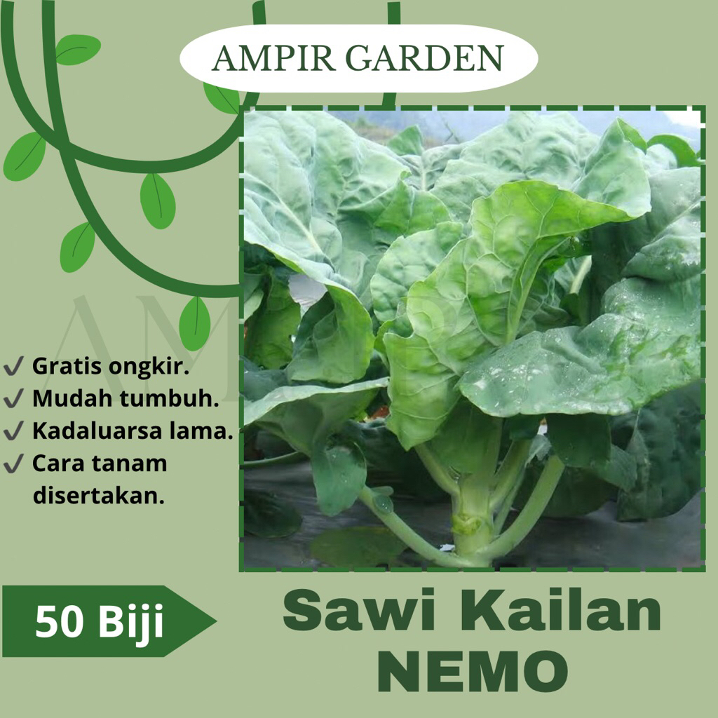 50 Biji Benih KAILAN NEMO Batang Besar Tumbuhan Tidak Mudah Berbunga Benih Bibit Sayuran Daun Kailan