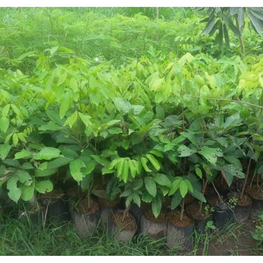 bibit rambutan satu paket isi 2pohon