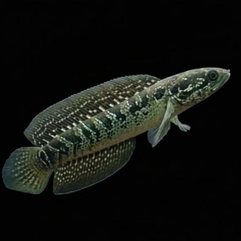 Channa Asiatica Gondrong WS – Ikan Channa Aktif & Warna Cerah