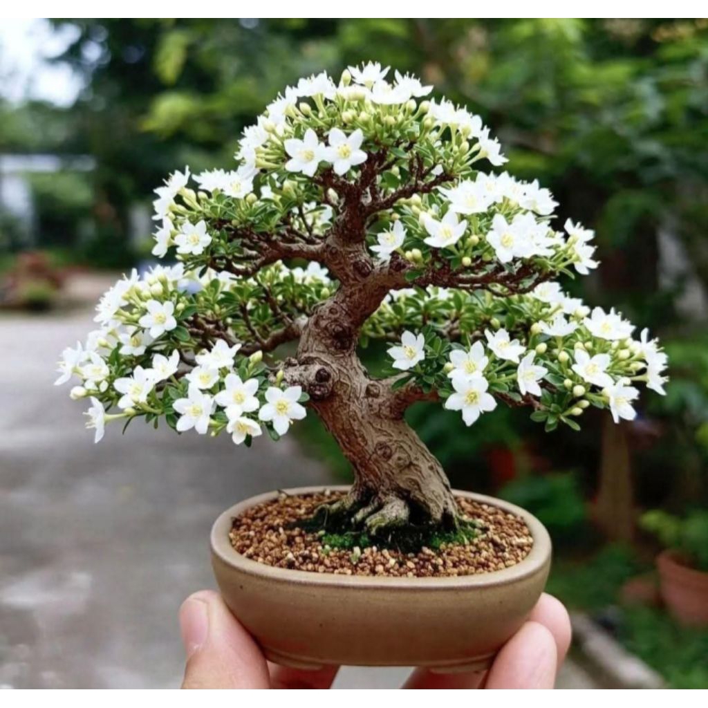 bonsai siap pajang cantik (mirten hingkip melati jepang bonsai berbunga bunga)