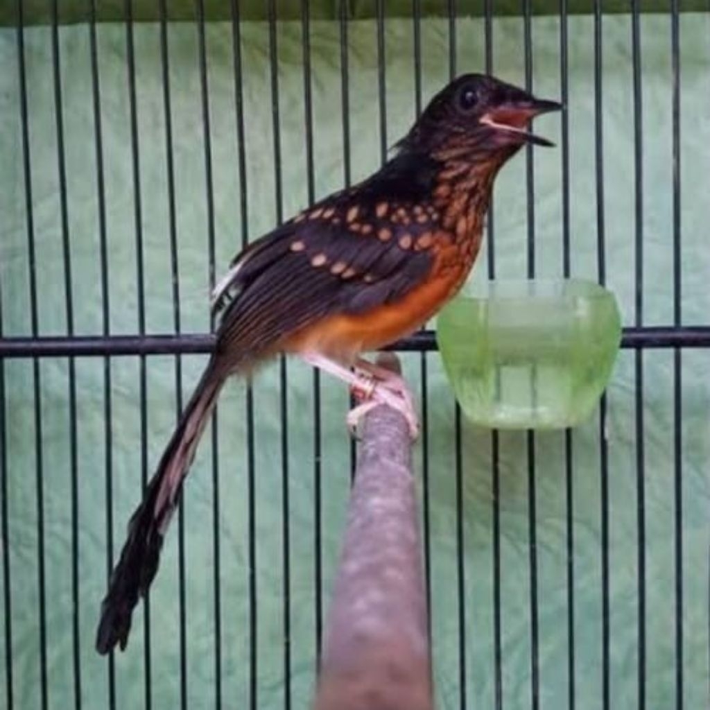 Burung Murai Medan trotol jantan super prospekan