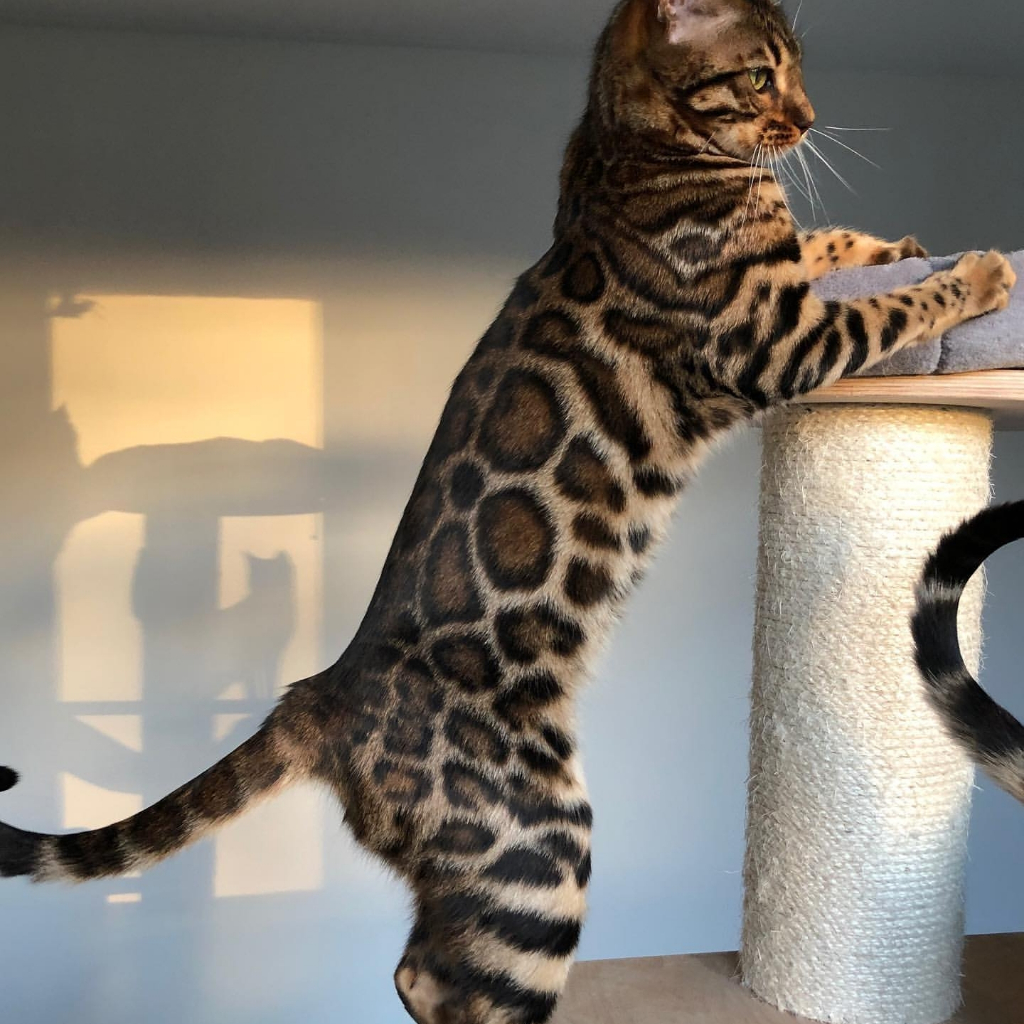 Kucing bngl British Shorthair Ragdoll Munchkin Persia Peaknose Scottish Fold