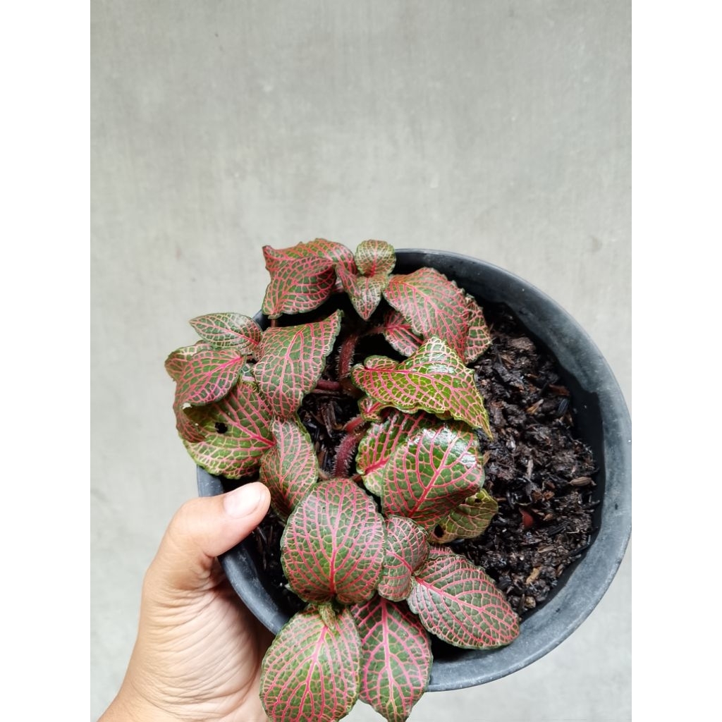 Fitonia Merah Import Tanaman Hias Ekonomis