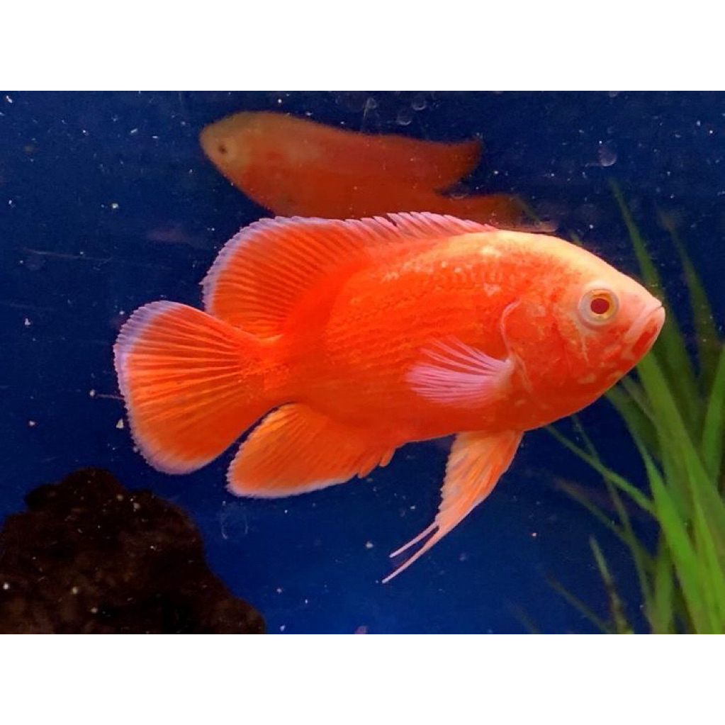 ikan hias oscar red chili size 10-11cm