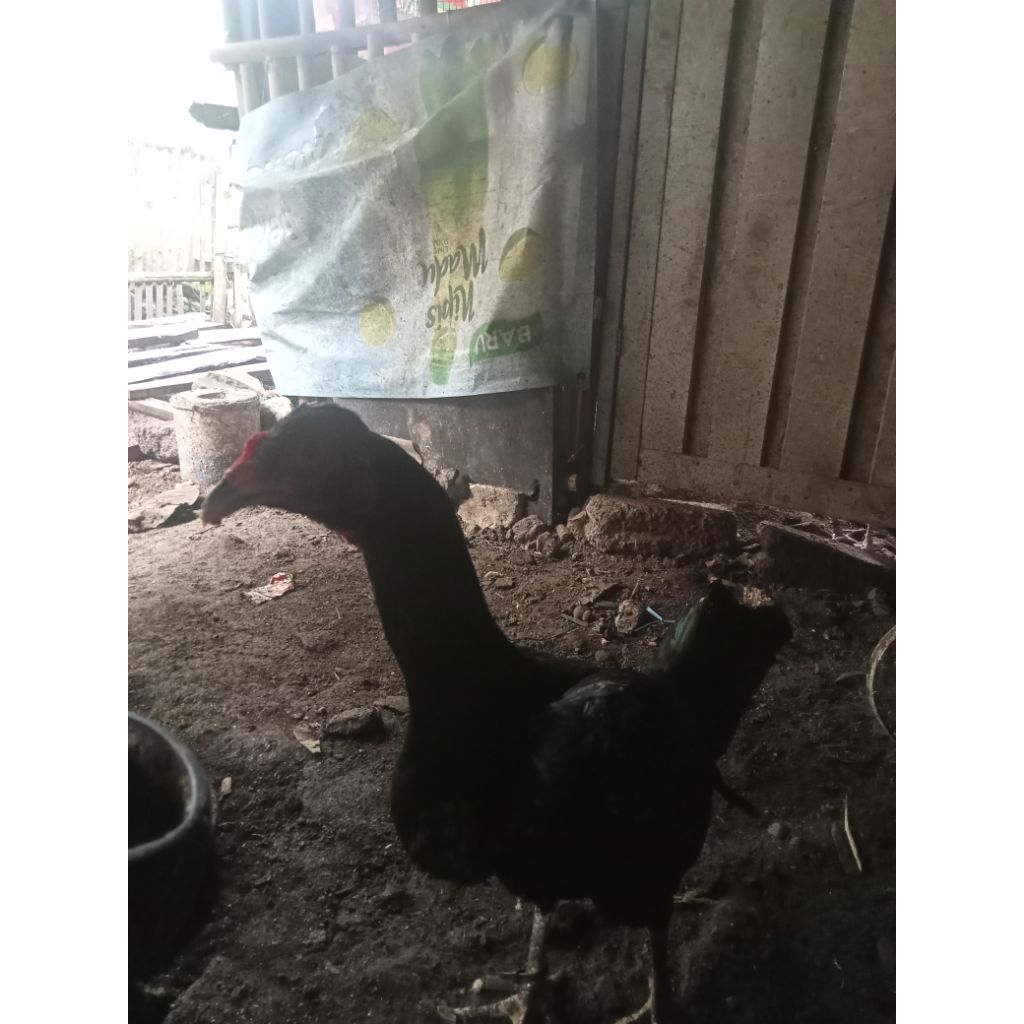 betina Bangkok trah jambul