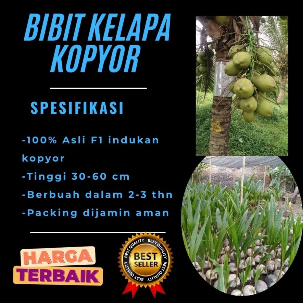 PROMO  Bibit Kelapa Kopyor, Bibit Kelapa Kopyor Asli, Bibit Kelapa Kopyor Bersertifikat