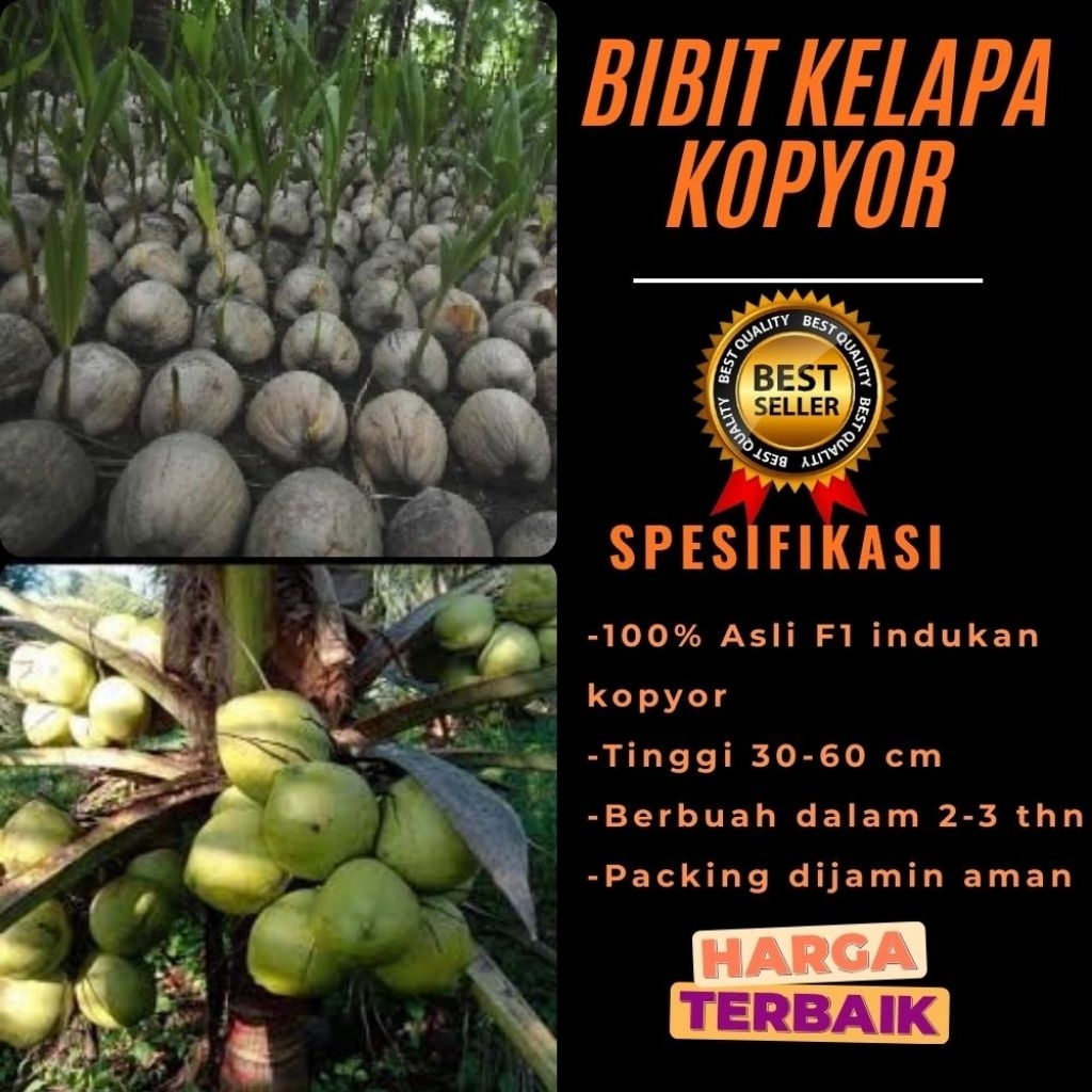 POHON PENDEK  Bibit Kelapa Kopyor Harga, Bibit Kelapa Kopyor Jelly, Bibit Kelapa Kopyor Jelly Thaila