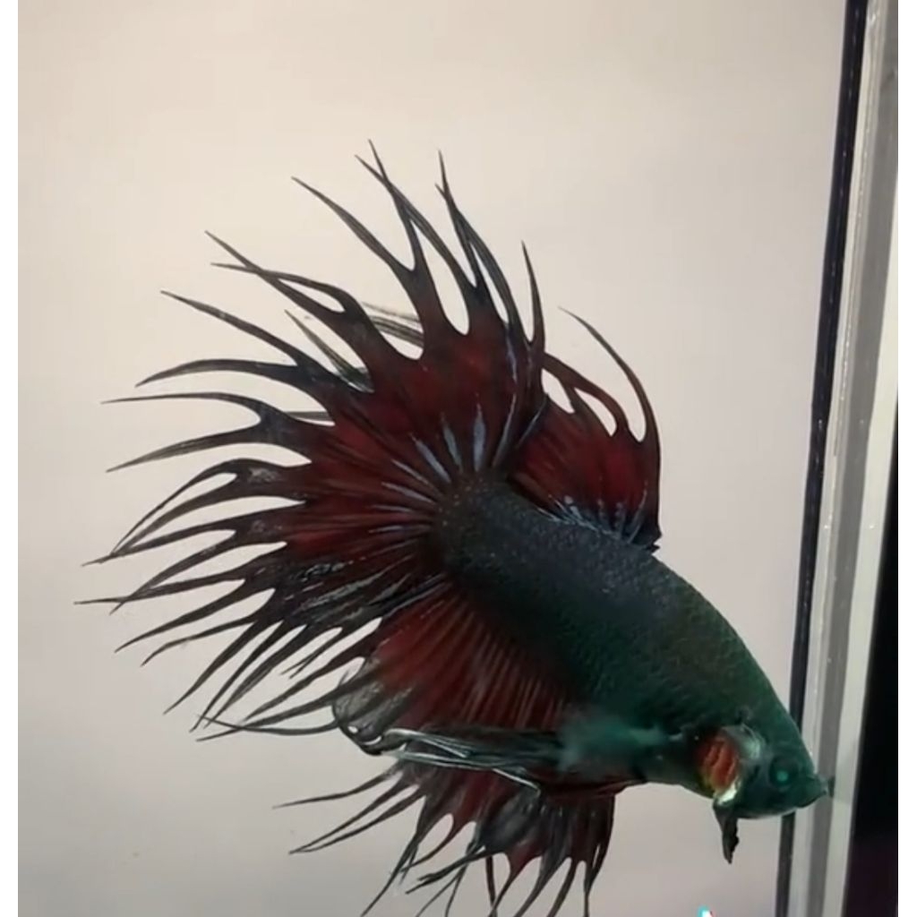 Cupang Crowntail Hulk