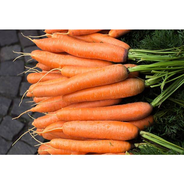 BIBIT WORTEL BRASTAGI PROMO KHUSUS