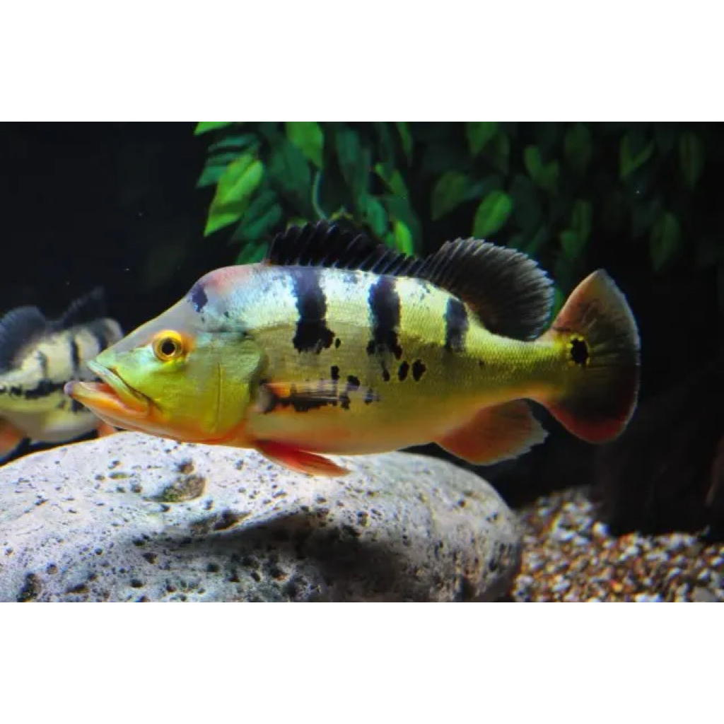 peacockbass monoculus / pbass mono 30cm