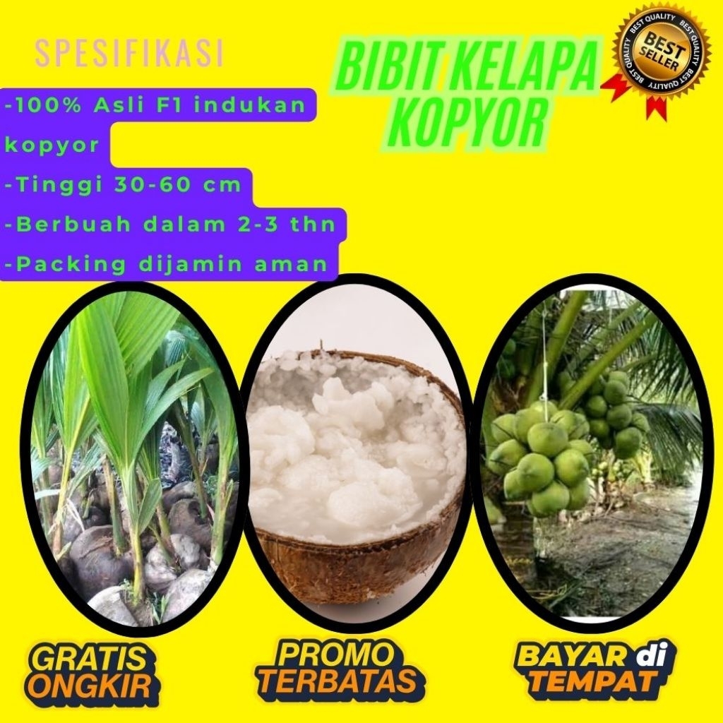 KUALITAS TERBAIK  Bibit Kelapa Kopyor Kultur Jaringan, Bibit Kelapa Kopyor Madu