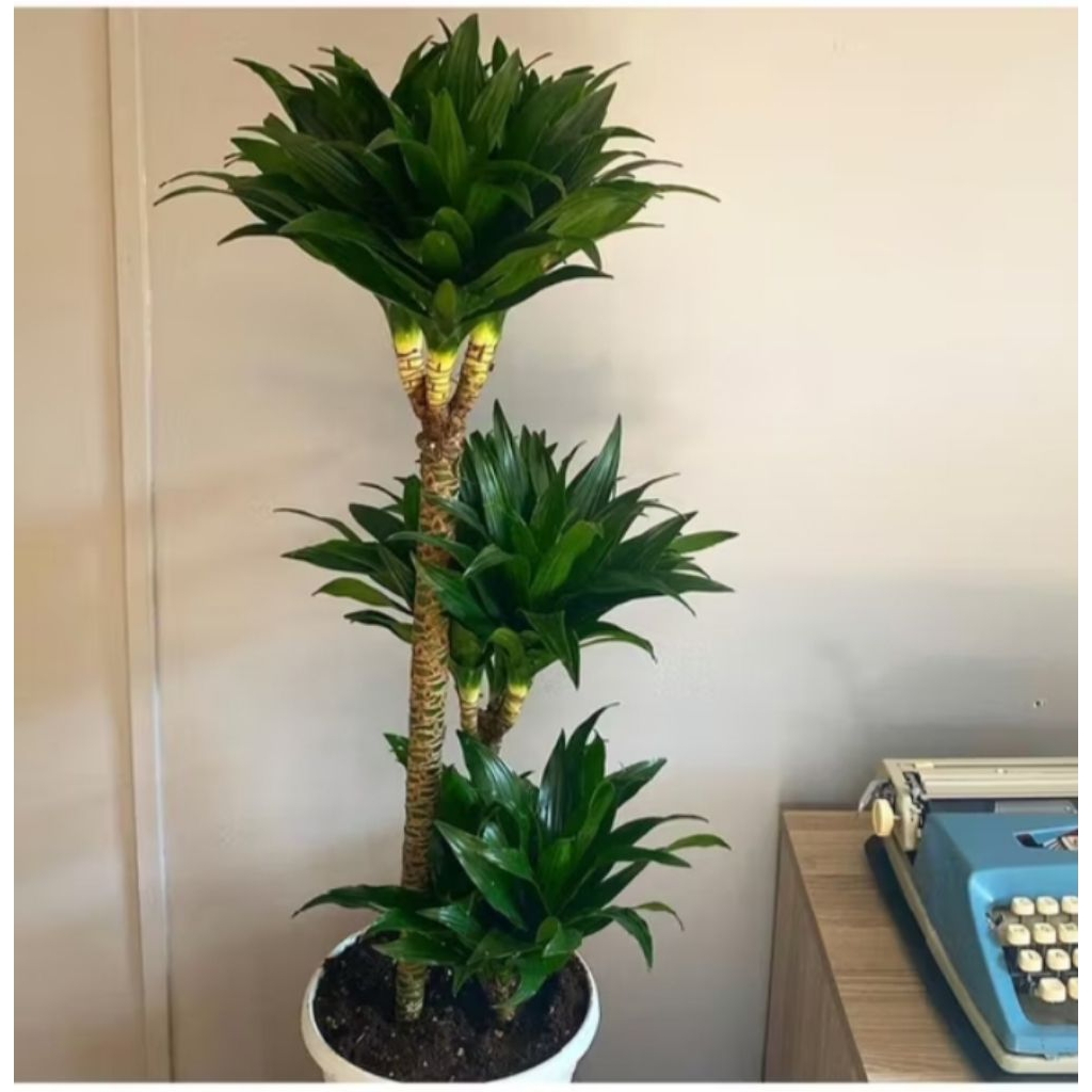 BISA COD Paket 3 batang tanaman hias dracaena compakta/ janet craig