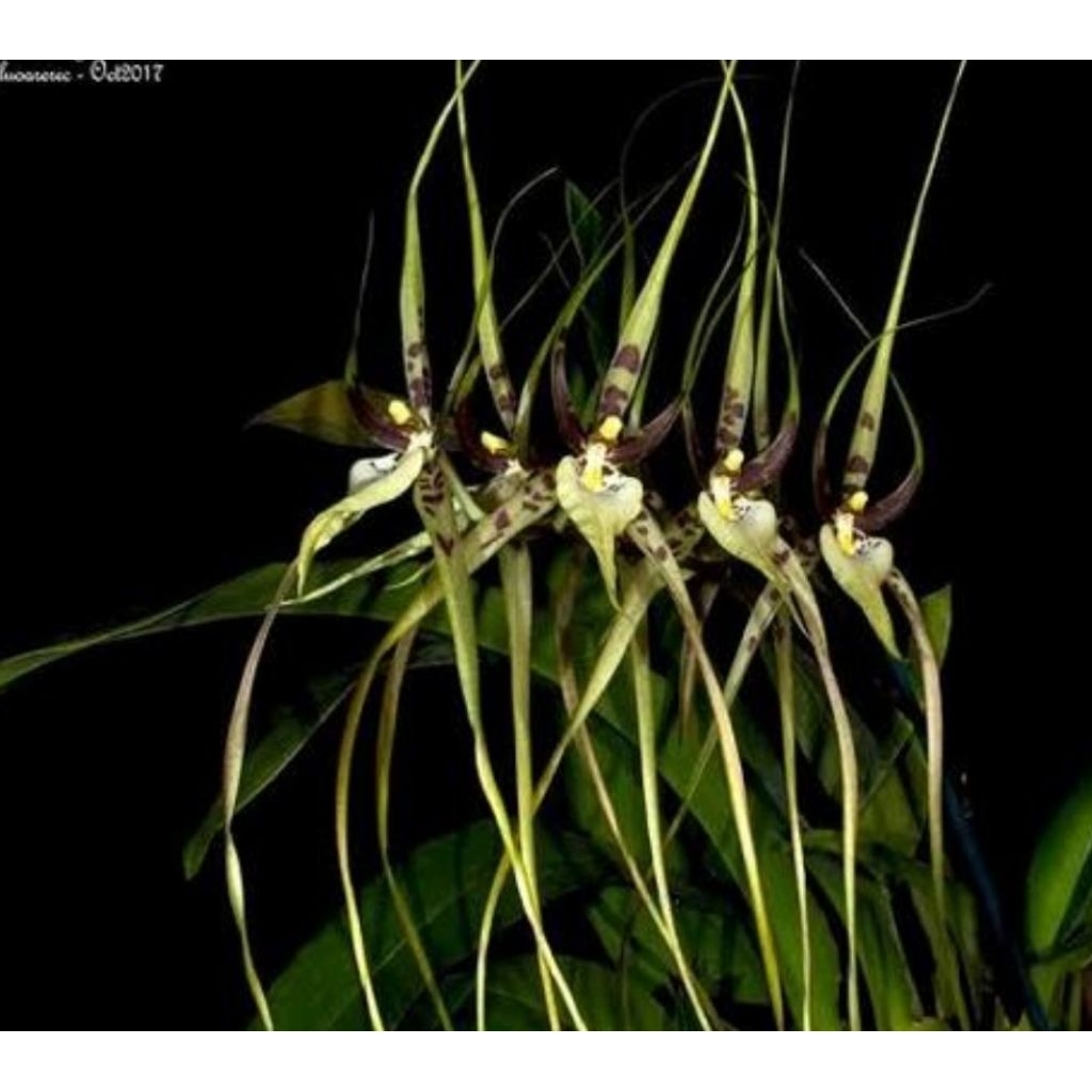 Oncydium Brassia Arcuigera
