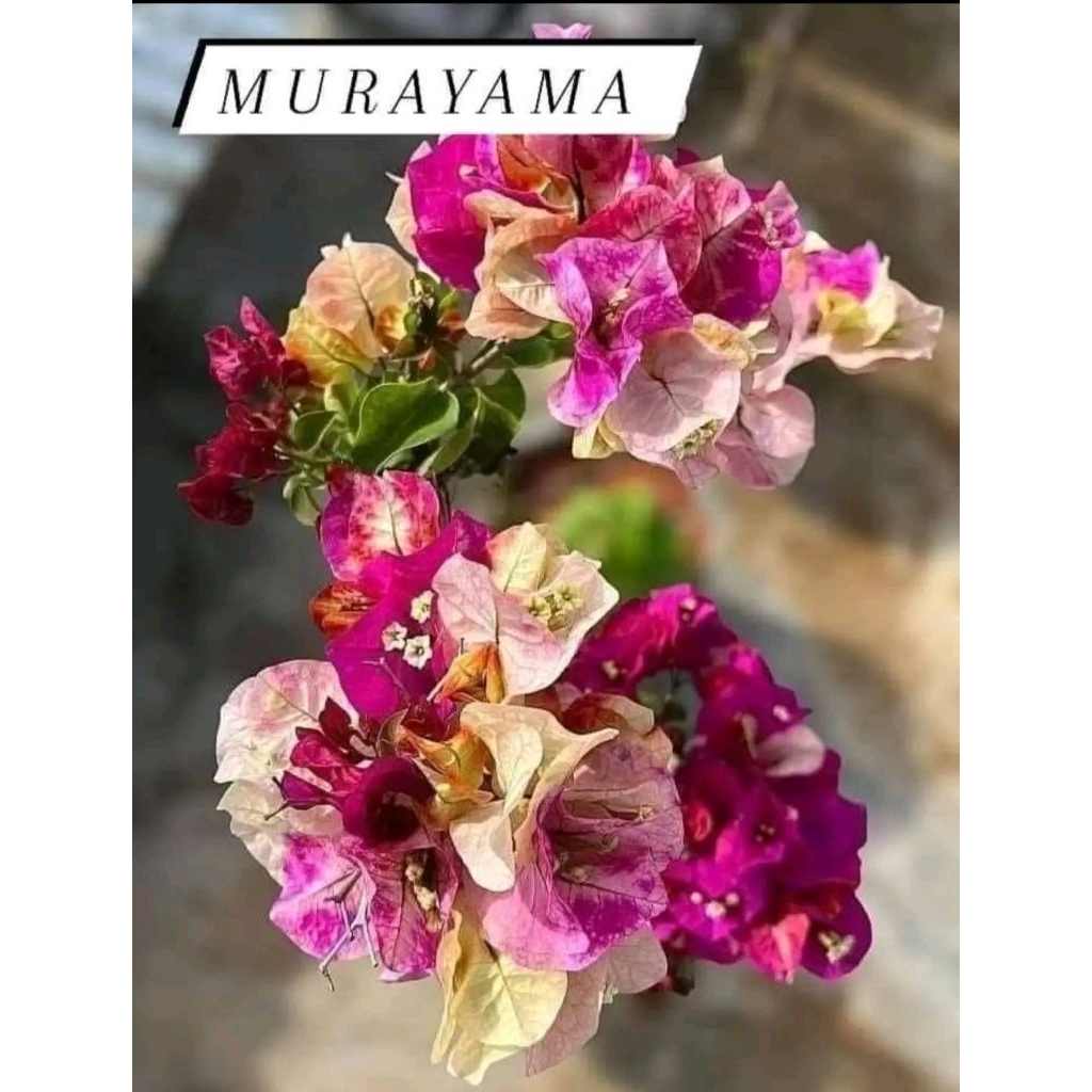 Murayama