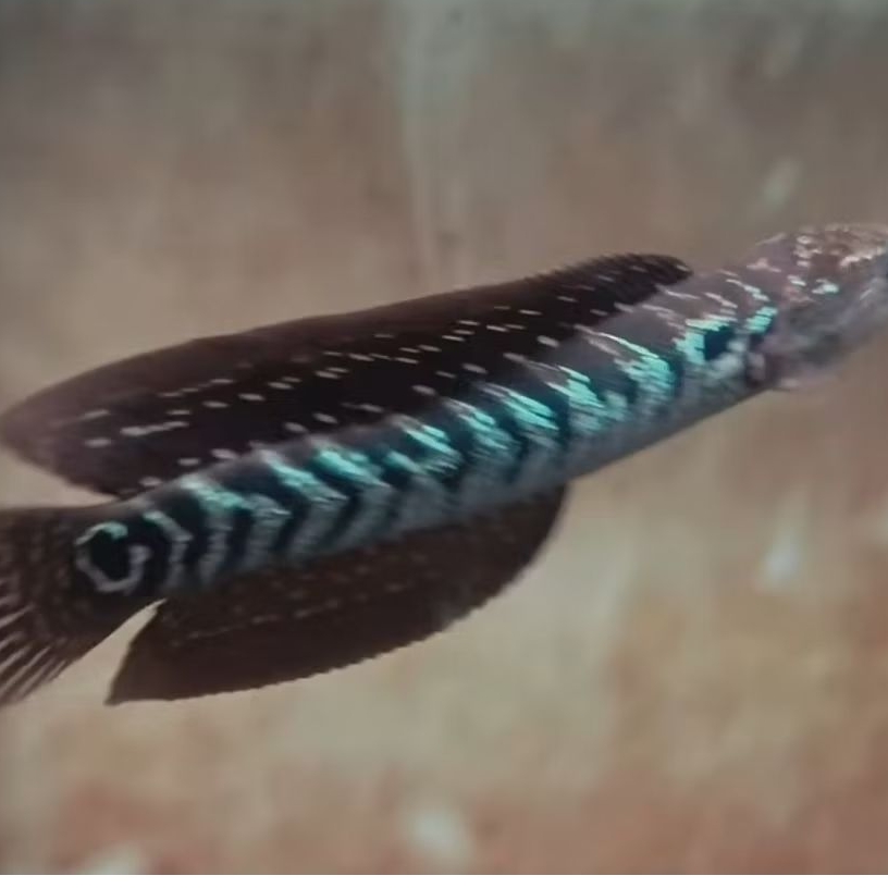 promo paket murah Channa asiatica isi 10 ekor