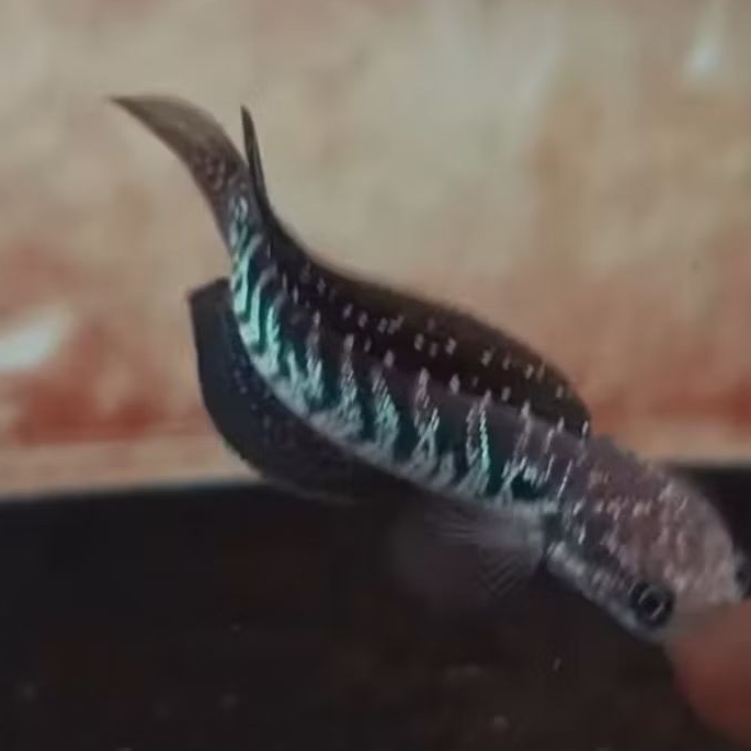 promo paket murah 5 ekor Channa asiatica WS gondrong