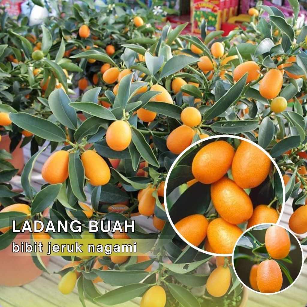 Bibit Jeruk Nagami Siap Berbuah - Bibit Tanaman Jeruk Nagami