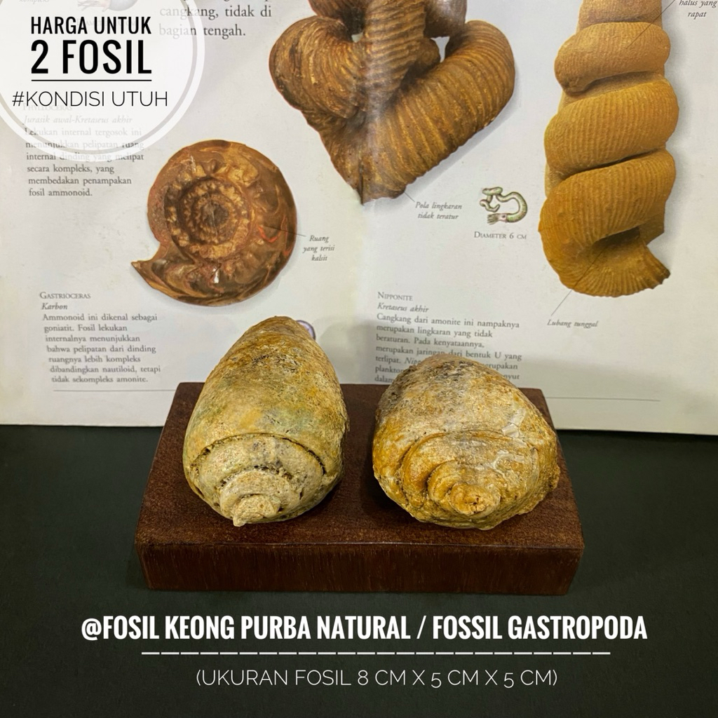 Fosil Keong Purba Natural B91 atau Fosil Gastropoda atau Fosil Kerang atau Fossil Snail atau Fosil K