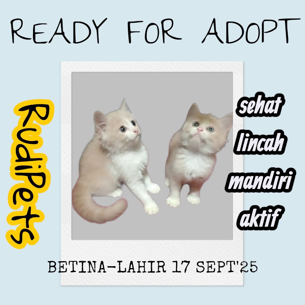 kitten persia betina