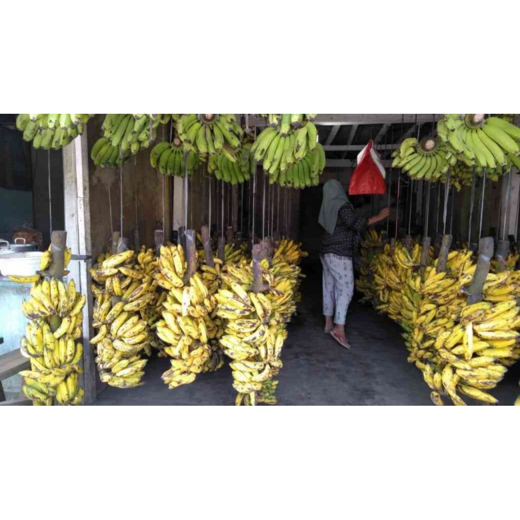 pisang uli 1 tandan produk berkualitas di jamin fres.