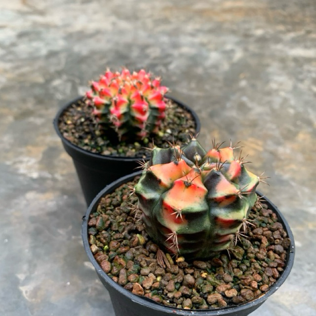 Paket induk gymno varigata rata (multicolour + carnelian)