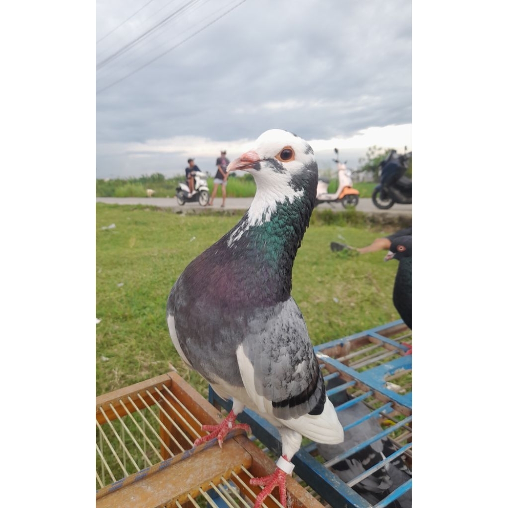 1 Pasang Player Merpati Kolong Jabodetabek