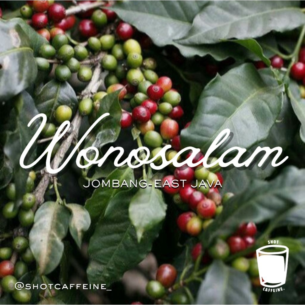 Roasted Beans Excelsa Wonosalam Jombang