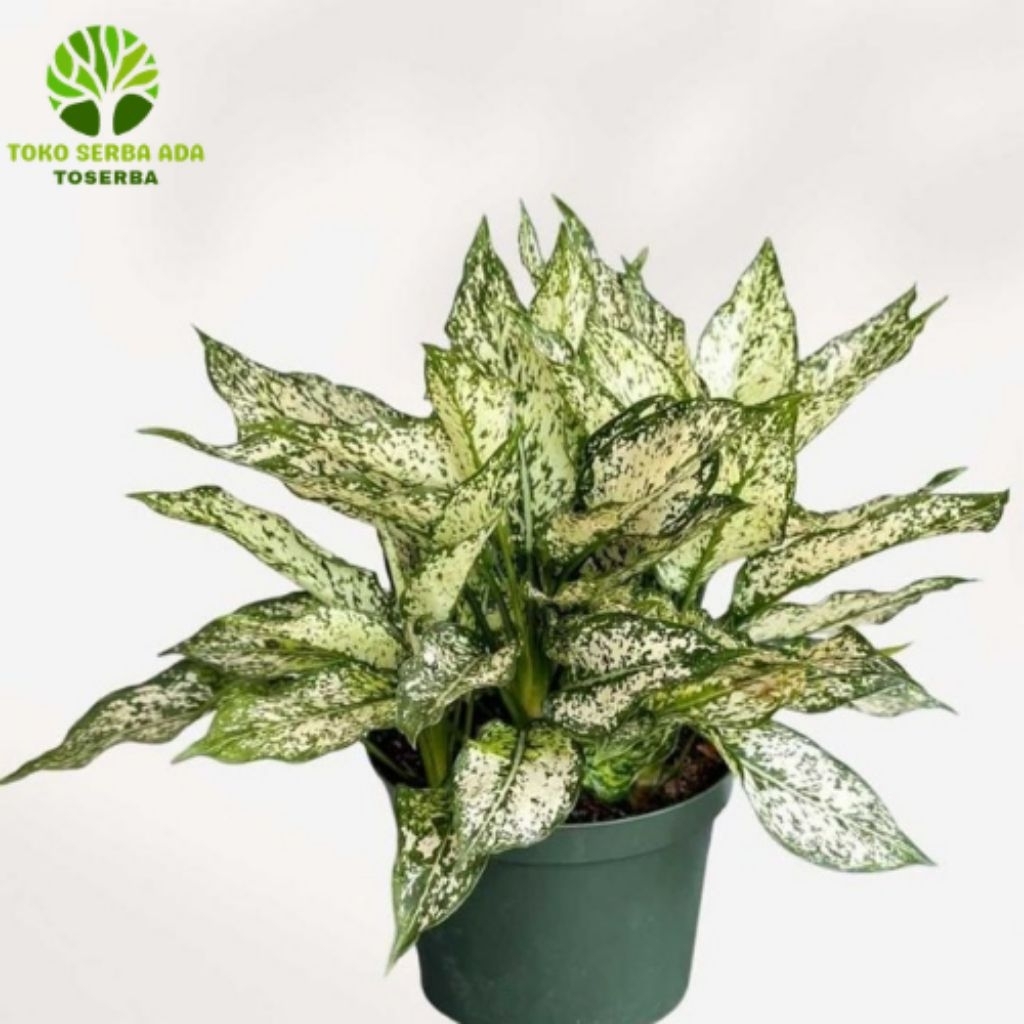 (BISA COD) Aglonema Diven Tisu Golden - tanaman hias murah meriah - diven cantik - tanaman hidup