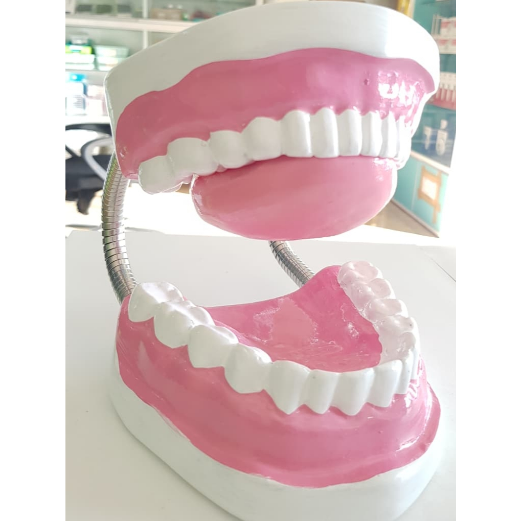 Patung Anatomi Gigi / Phantom Gigi