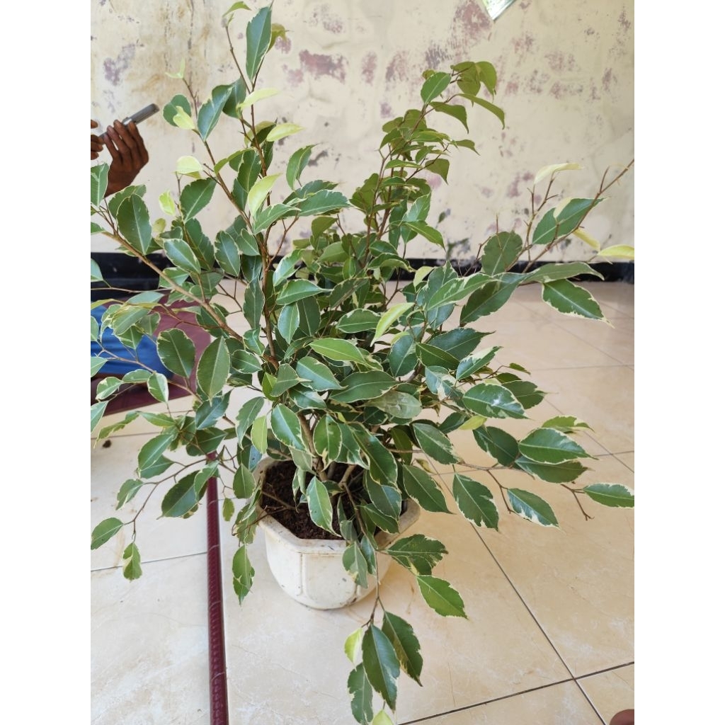 bahan bonsai bibit beringin varigata