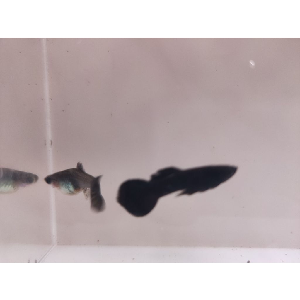 Paket breeding Guppy Full Black Round Tail