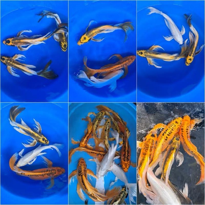 Koi Kumpay Blitar GRADE A sz 5-12cm isi 3 /beli 10 ekor gratis 2 ekor