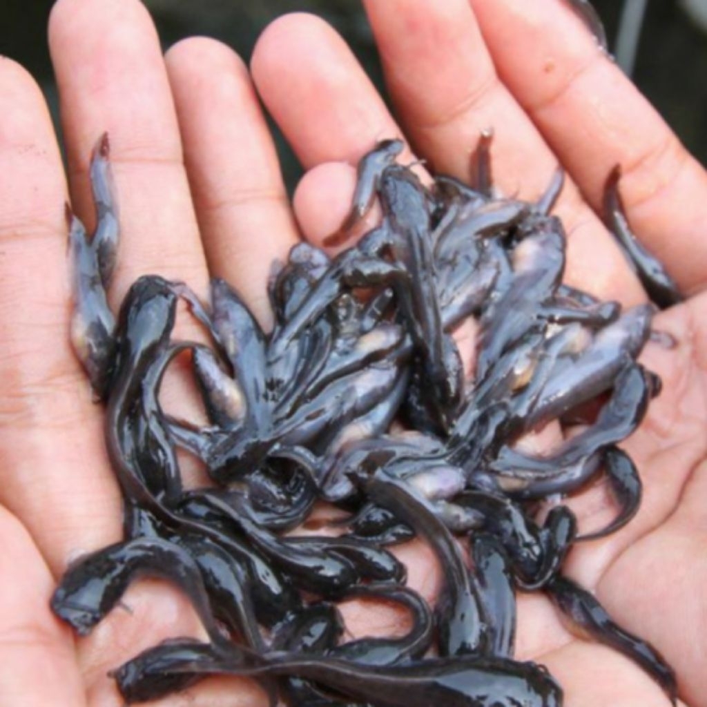 Bibit Lele 3-4 cm 1000 Pcs Bibit Ikan Konsumsi Bozz Louhan Pekanbaru