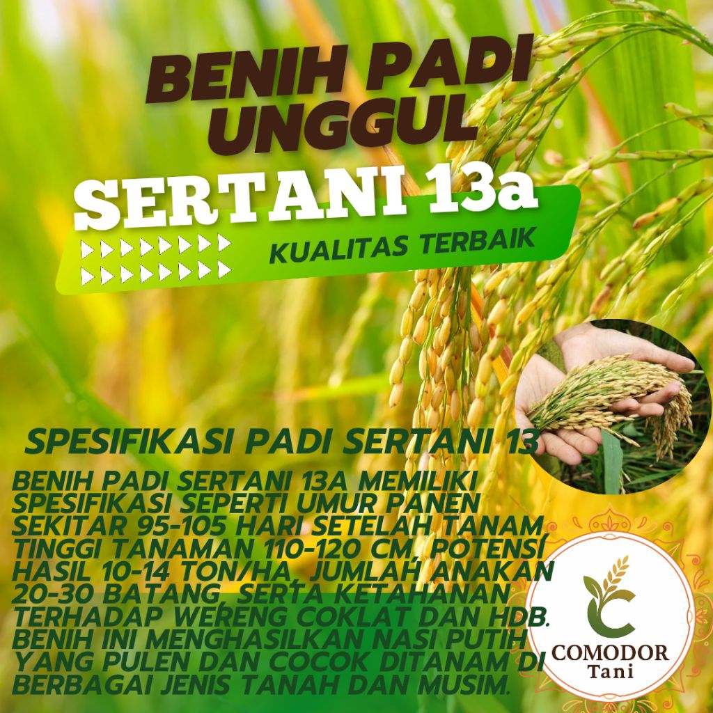BENIH PADI SERTANI 13 BIBIT UNGGUL (5KG)