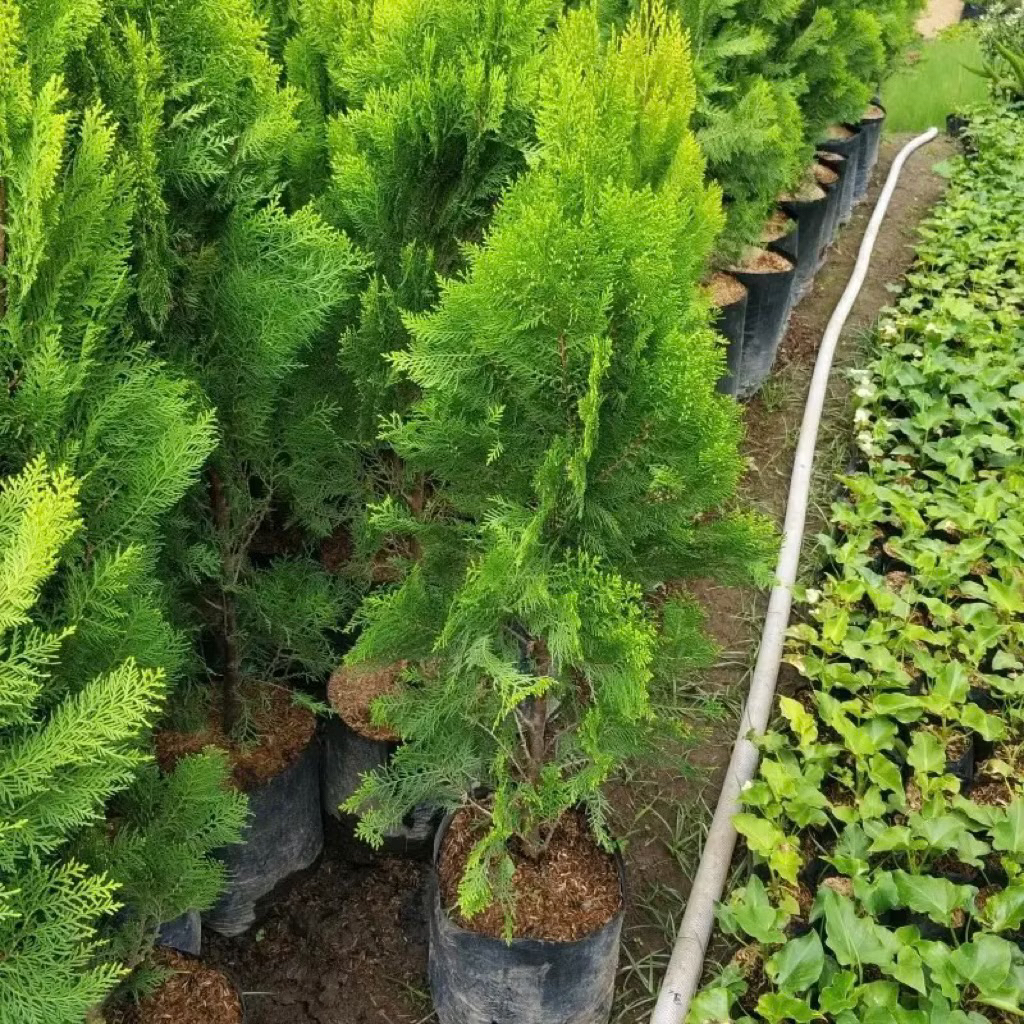 ( 1 METER ) Pohon Cemara Kipas UKURAN 1 METER (Thuja Occidentalis ) Pohon Cemara kipas 1 meter Tanam