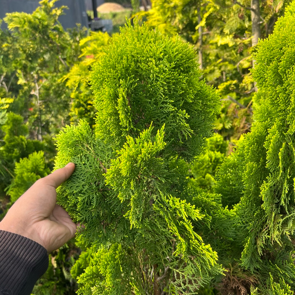 Tanaman Bunga Cemara Kipas 1 Meter