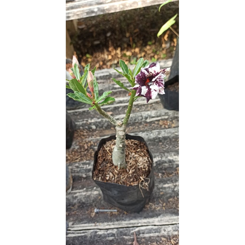 Adenium ID Lilac Froze Sudah Berbunga Bunga Tumpuk