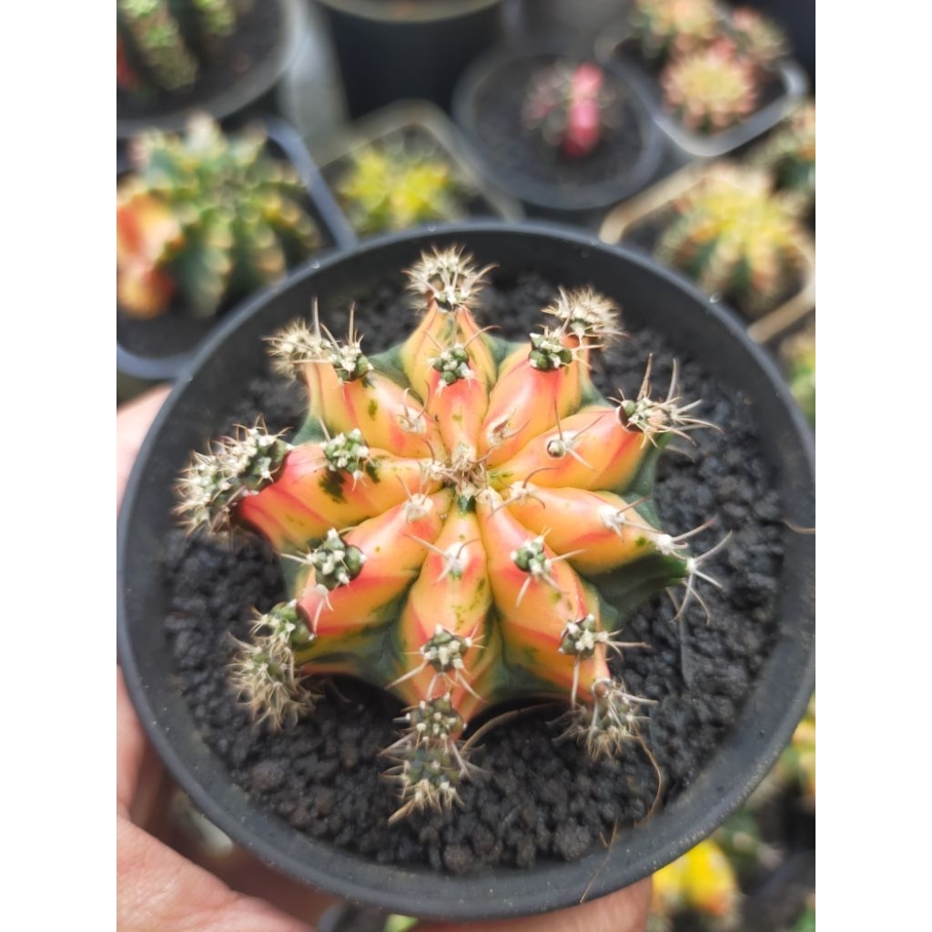 Gymno Miha Variegata Ciamik