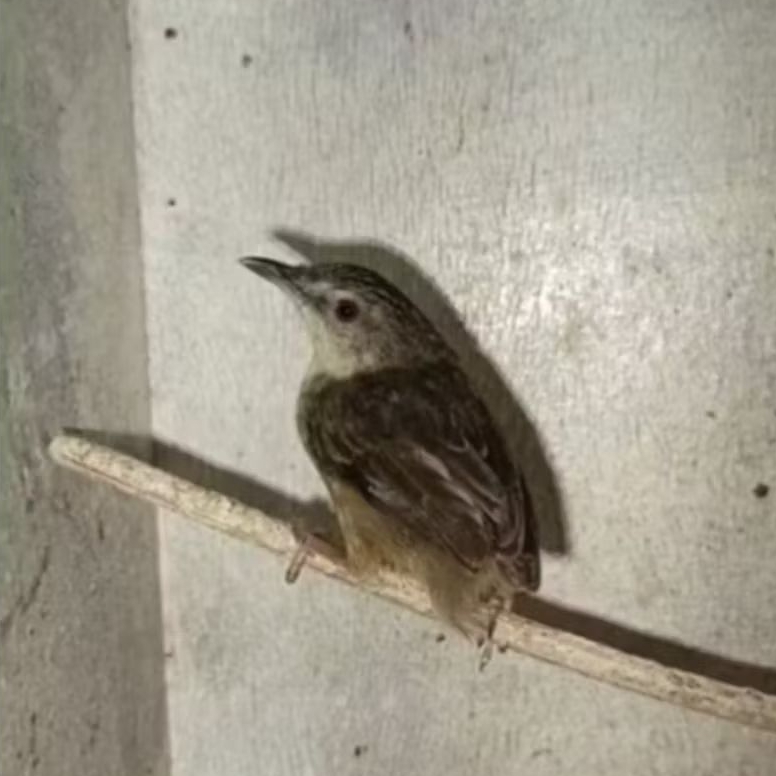 BURUNG CIGUN JANTAN BONDOL