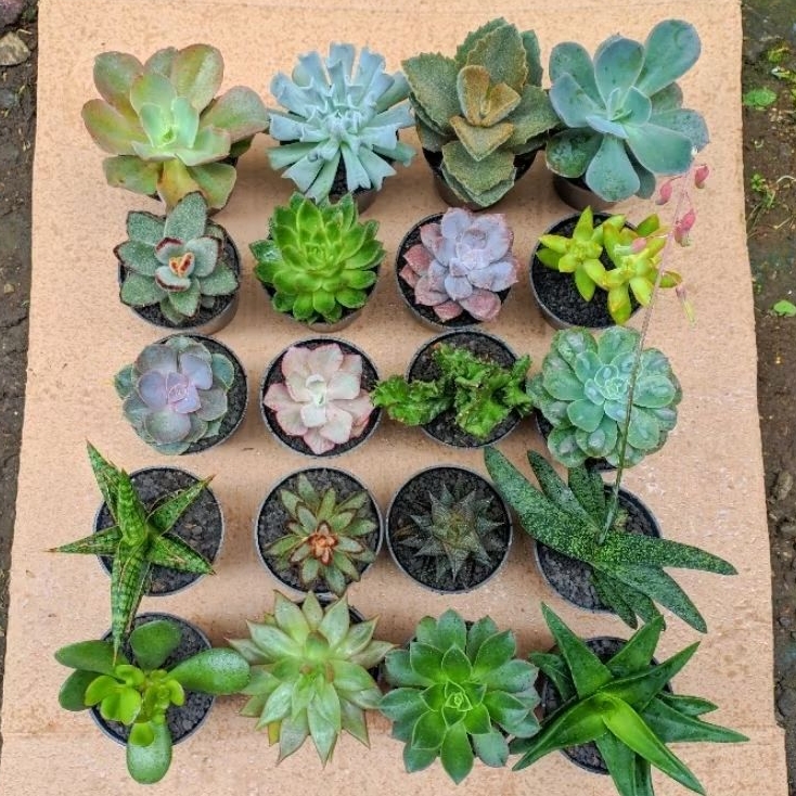 Paket Sukulen Kaktus Hidup Ukuran Besar Isi 20 Pcs Free Pot Baru