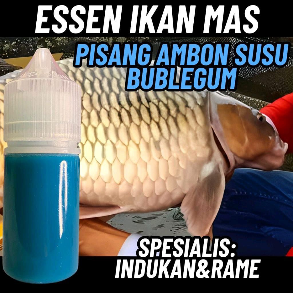 Essen Ikan Mas Paling Gacor Essen Ikan Mas Amis Wangi Aroma Pisang Ambon Bublegum Essen Ikan Mas Pal