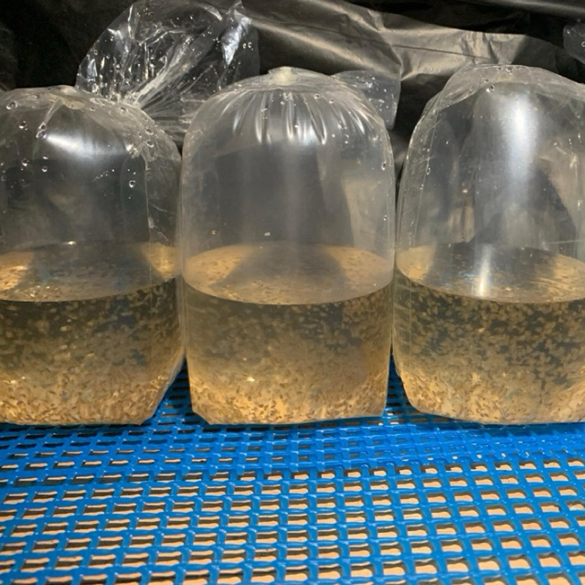 Kutu Air Hidup Daphnia Magna – Pakan Ikan Cupang Guppy dan lain-lain