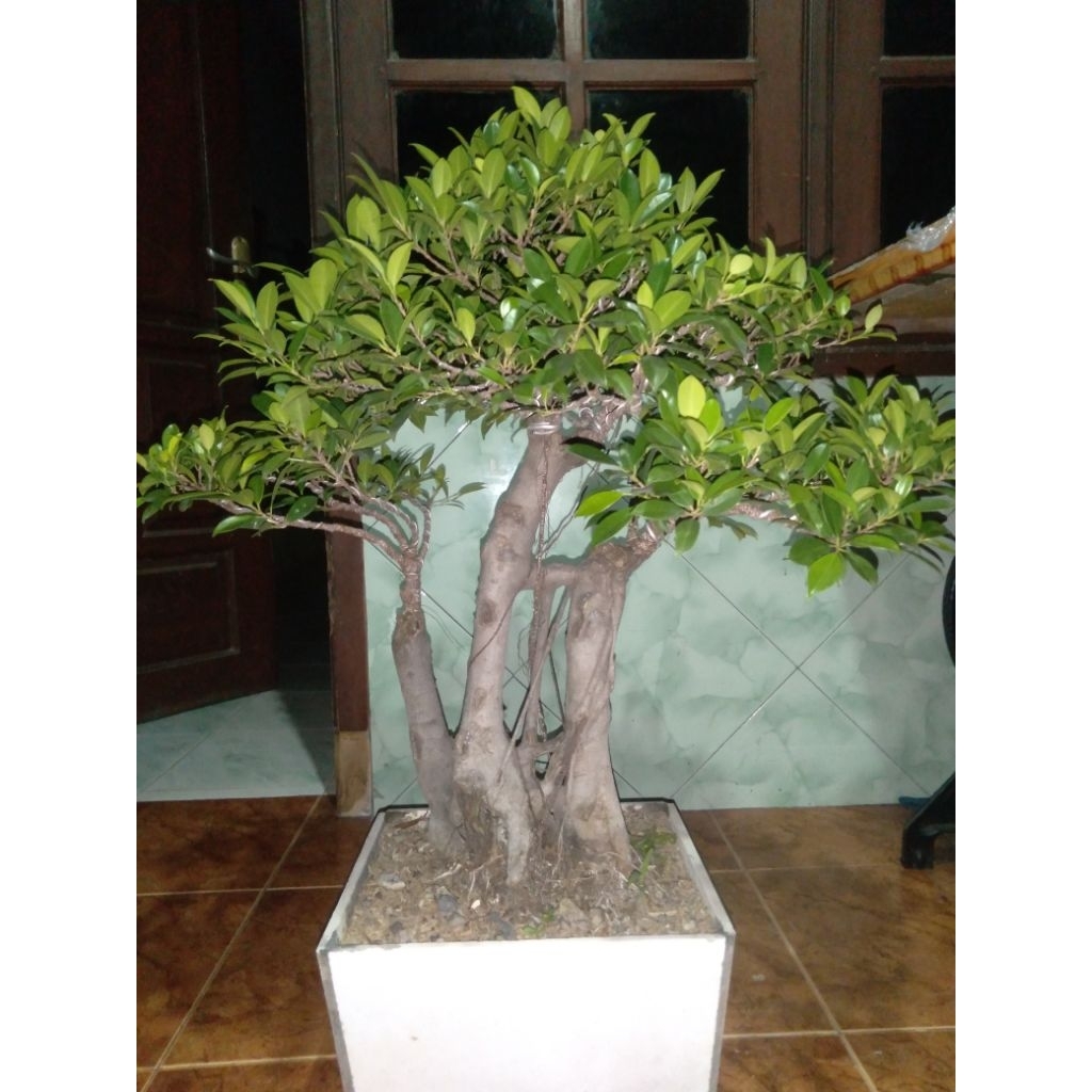 Bonsai ficus Kimeng Medium