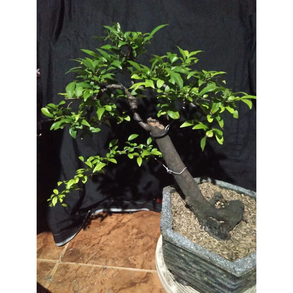 Bonsai Mustam, Real pict