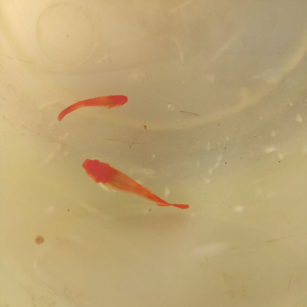 GUPPY ALBINO KOI INDUKAN