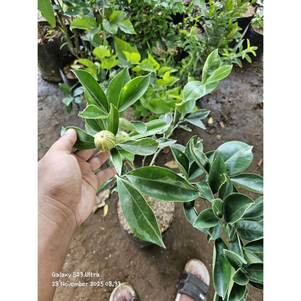 Bibit jeruk sunkist varigata terlaris