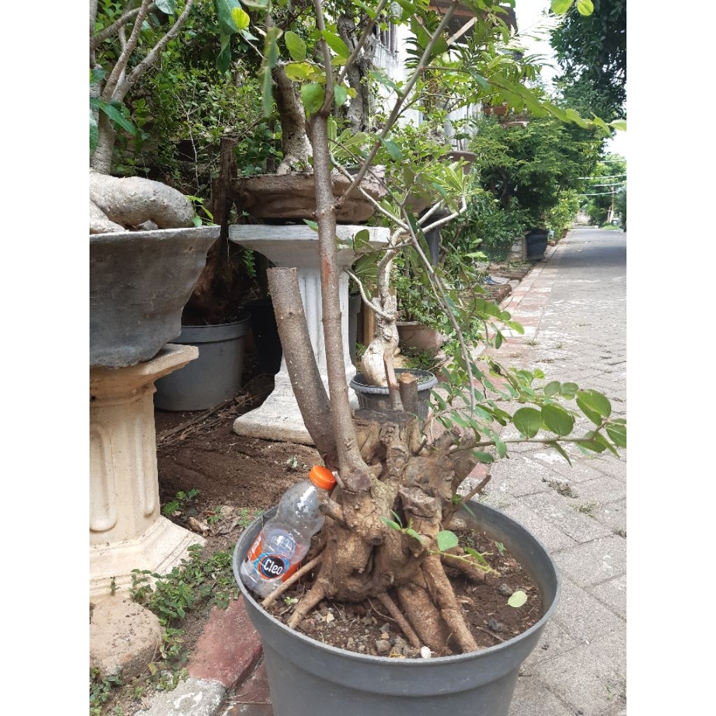 Bonsai bidara arab bonggol besar akar cantik